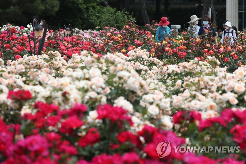 '활짝 핀 장미'…올림픽공원·곡성 장미공원