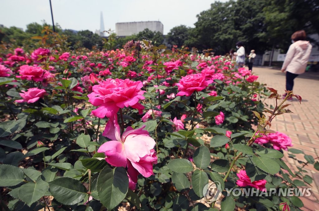 활짝 핀 장미