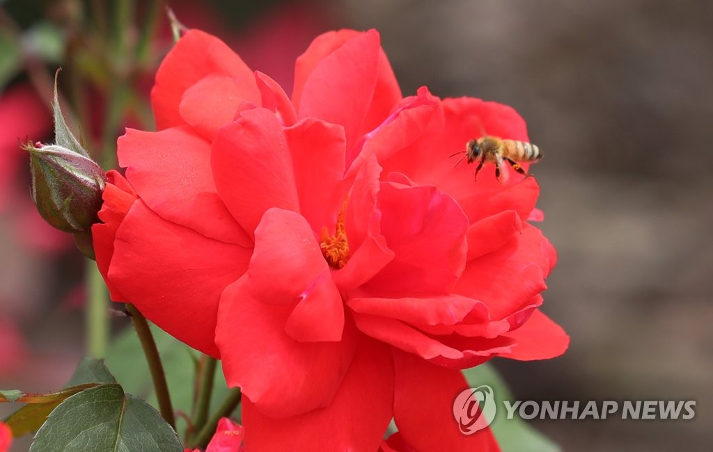 코로나 장미에 날아드는 꿀벌