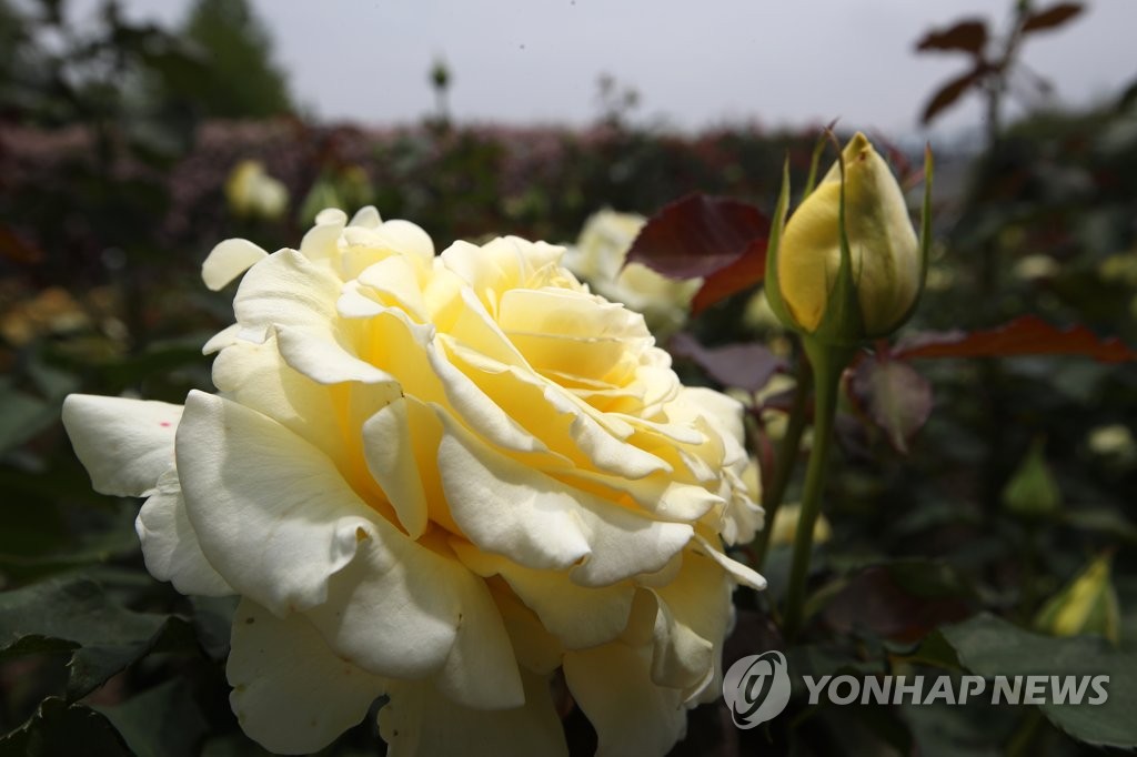 크림빛 장미 엘리나의 아름다운 자태