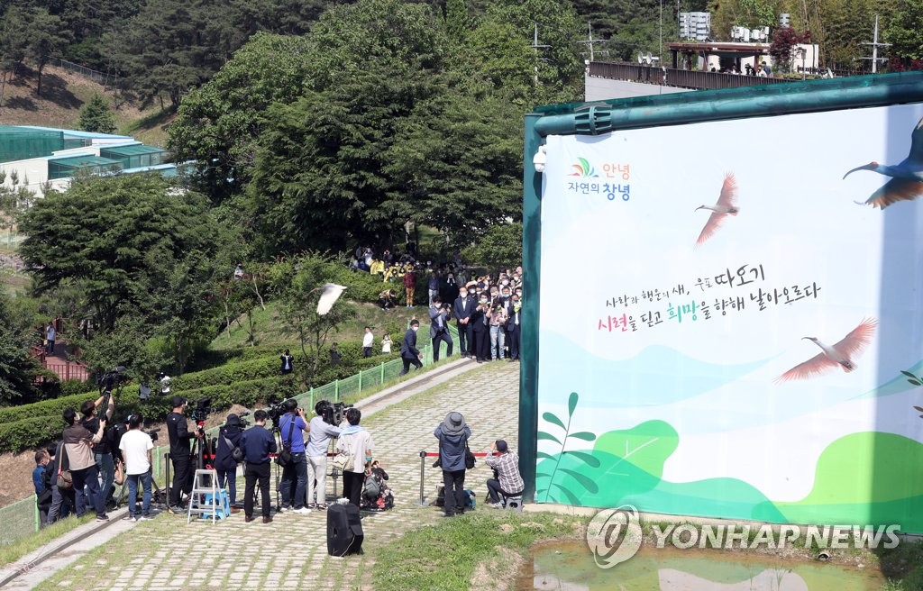 창녕 따오기 날다