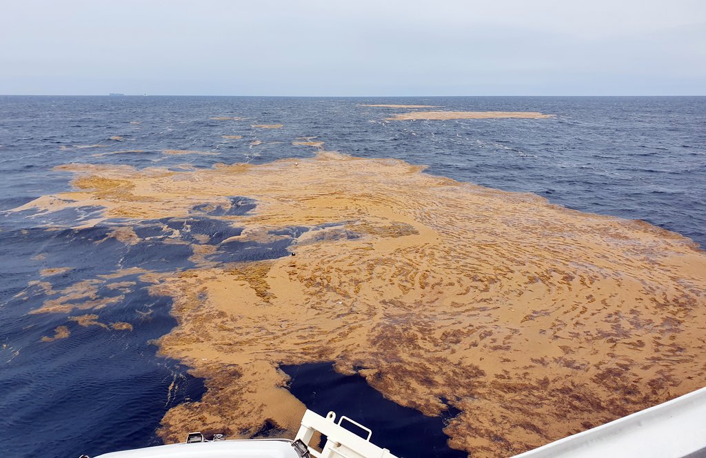 Alert on floating brown seaweed Alert on floating brown seaweed