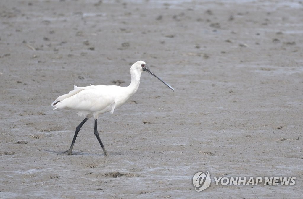 순천만 찾은 멸종위기종 저어새