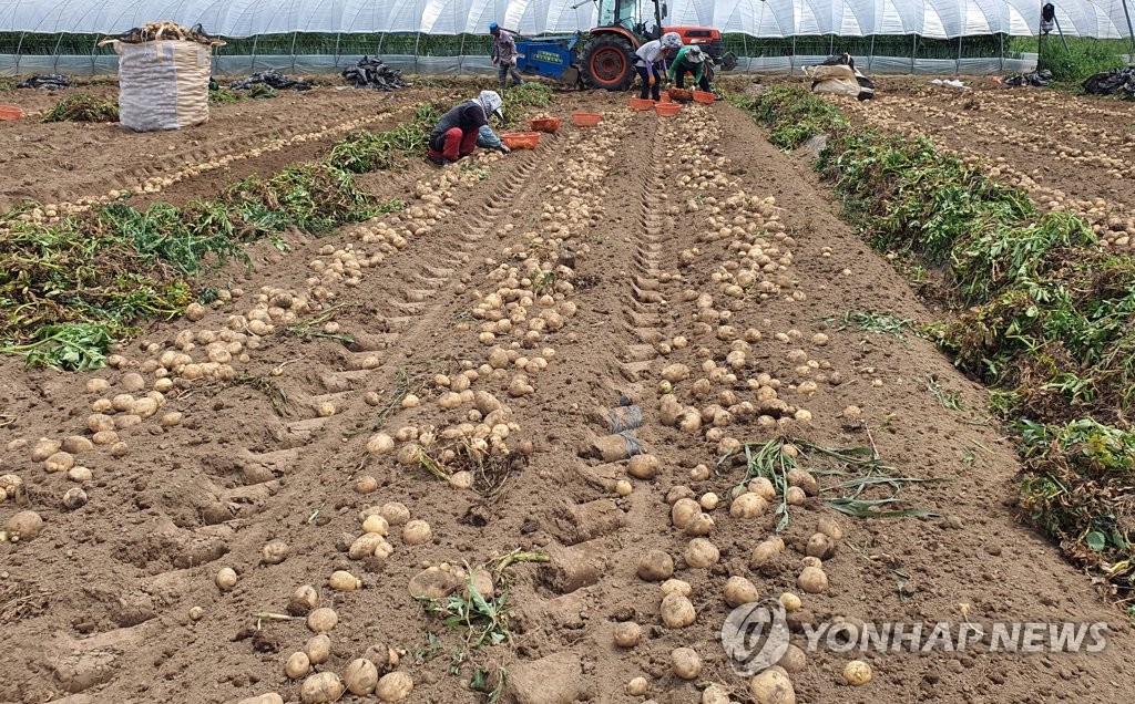 감자 빼곡한 농촌들녘