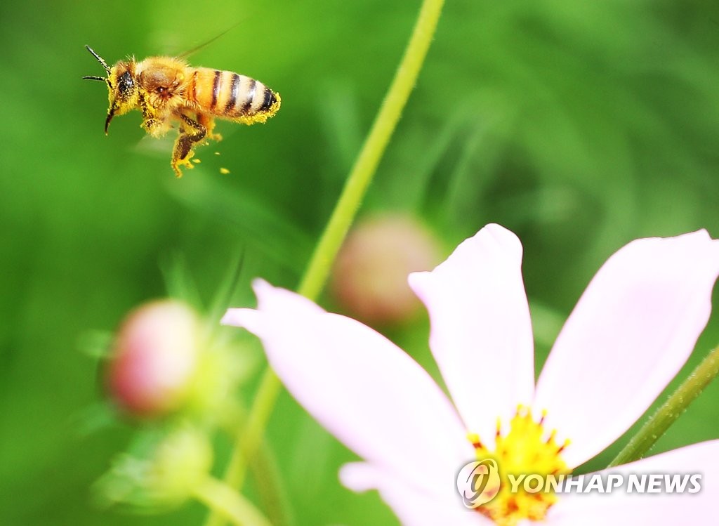 꽃가루 가득 묻힌 꿀벌