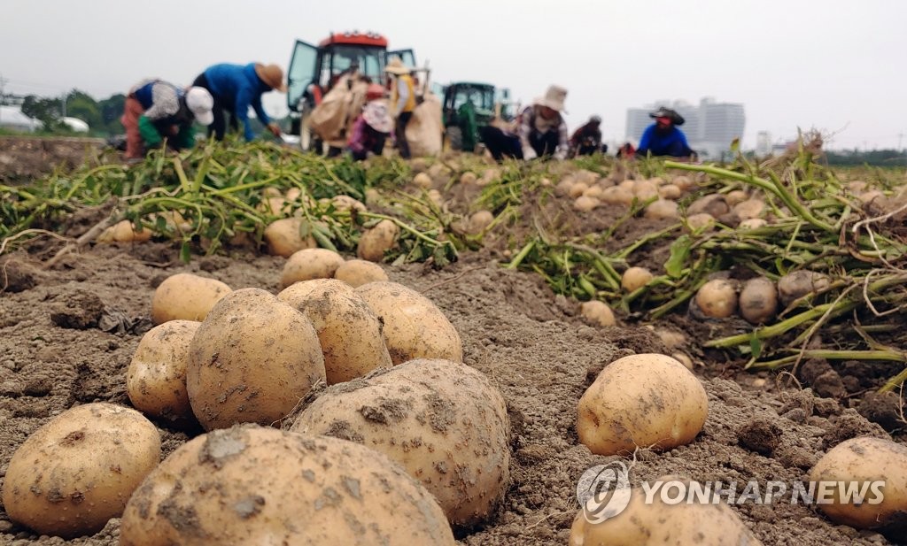 장맛비 예보에 감자 수확 서두르는 농민