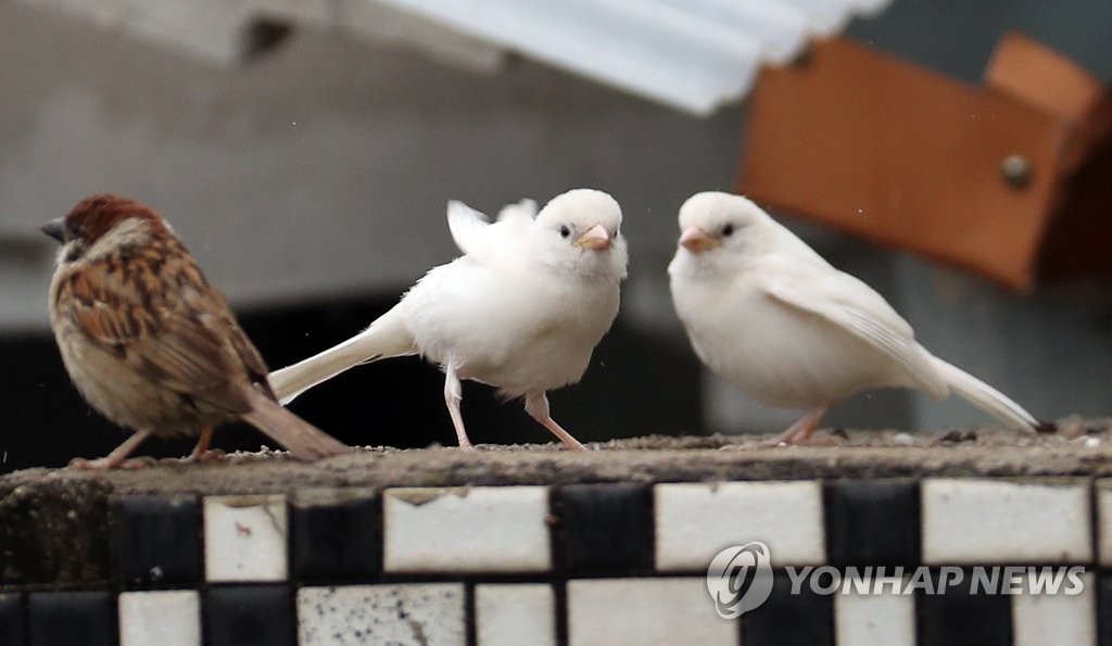 '뜻밖의 손님' 흰 참새