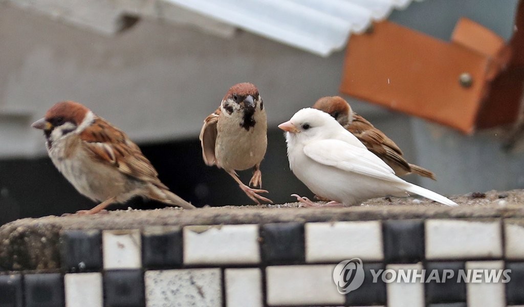 '어디서 왔어요?' 길조 흰 참새