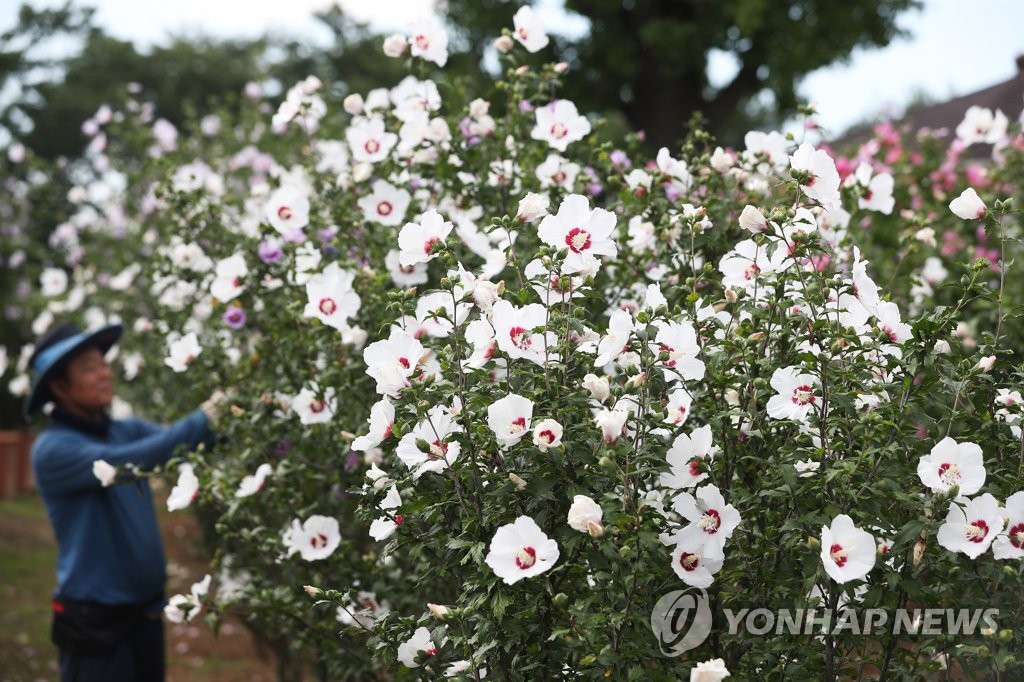 활짝 핀 무궁화