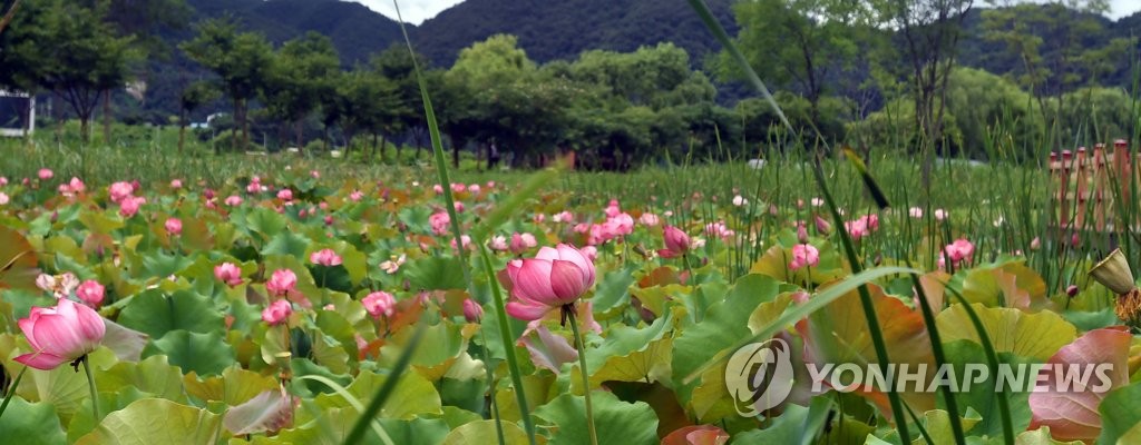 Hwacheon lotuses bloom Hwacheon lotuses bloom