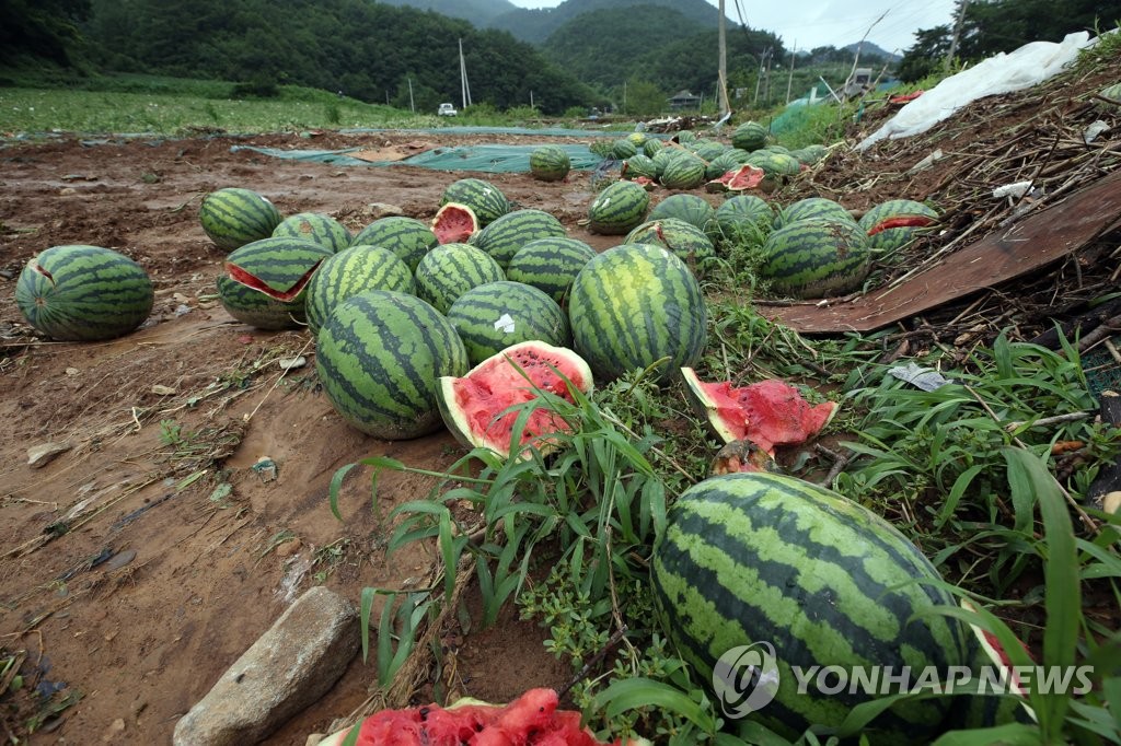 폭우에 부서진 수박
