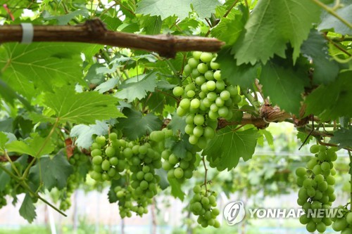 여포와인 농장 포도밭