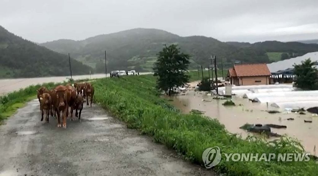 Cows run through heavy rain Cows run through heavy rain