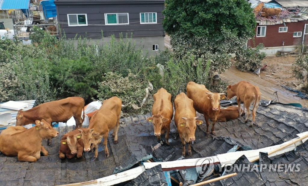 내려갈 길 막막한 소들