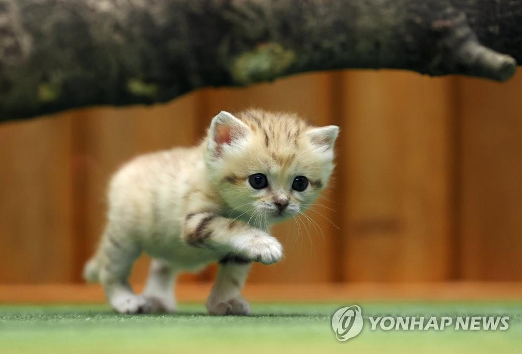 '귀여워도 이빨은 날카로워요'…아기 모래고양이 공개
