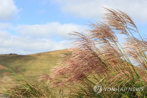 억새 핀 새별오름