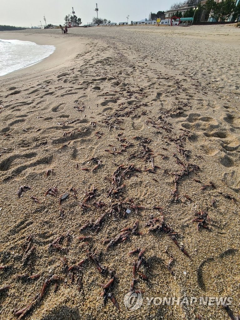 해변에 밀려 나온 매오징어