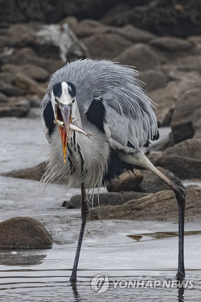 Heron hunts fish Heron hunts fish