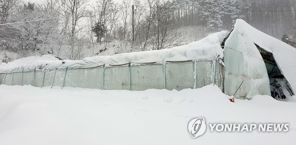 폭설에 무너진 강릉시 비닐하우스