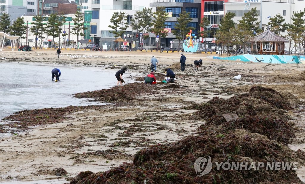 미역 채취하는 포항시민