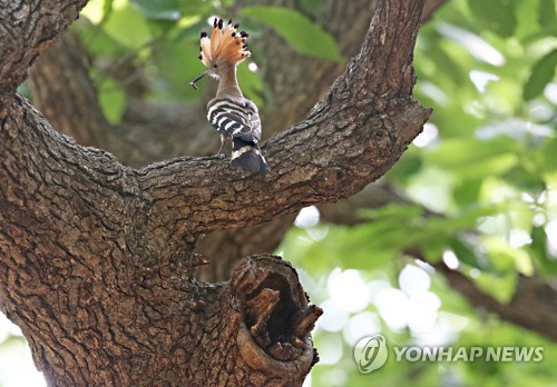 주변 경계하는 후투티