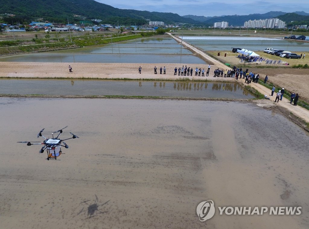 Sembrando semillas de arroz con un dron Sembrando semillas de arroz con un dron