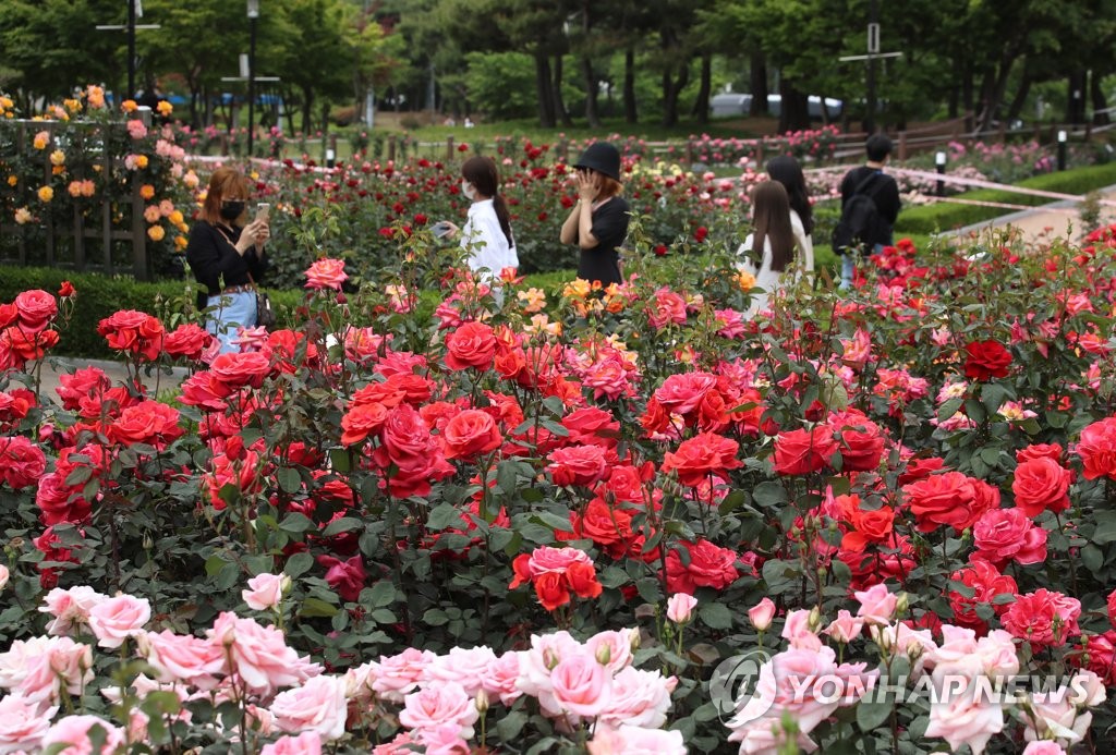 Jardín de rosas Jardín de rosas