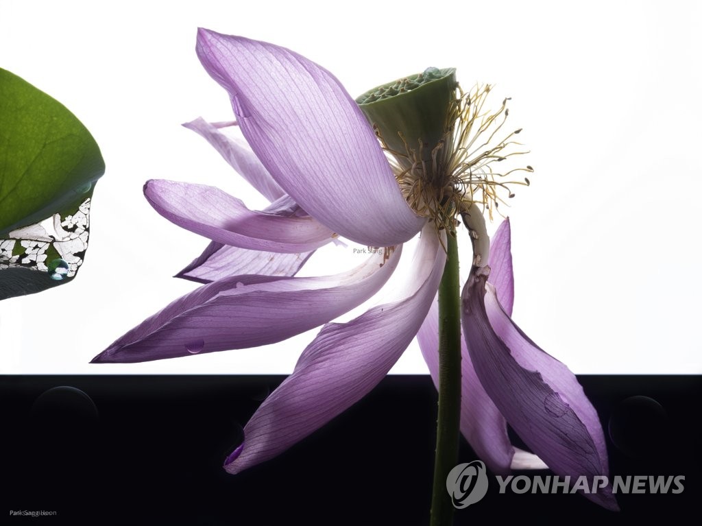 사진가 박상훈 신작 개인전 화양연화