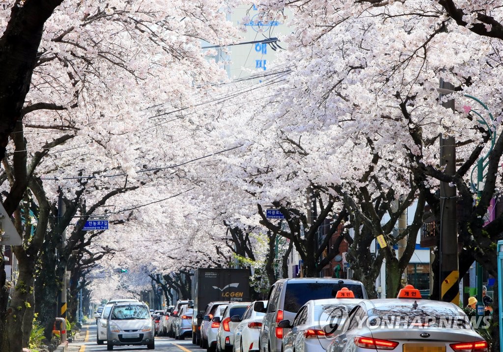 Los cerezos se encuentran en plena floración, el 2 de abril de 2022, a lo largo de una carretera en la isla sureña de Jeju.