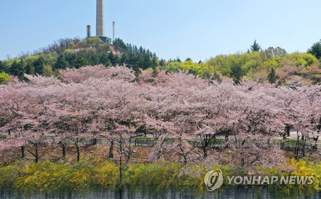 '봄, 그리고 벚꽃'