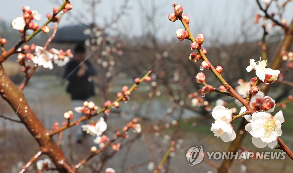 봄 날씨에 속아 꽃망울 터뜨린 매화