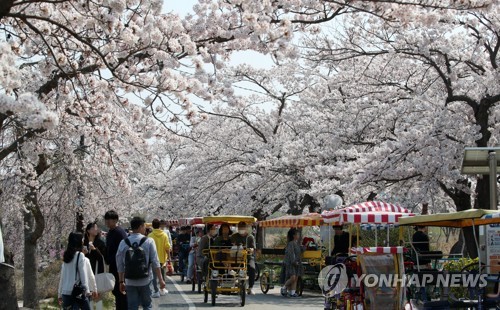 주말에 벚꽃놀이 가자 강릉 경포벚꽃잔치 개막