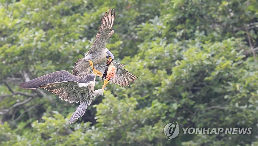 제주매의 팔색조 사냥