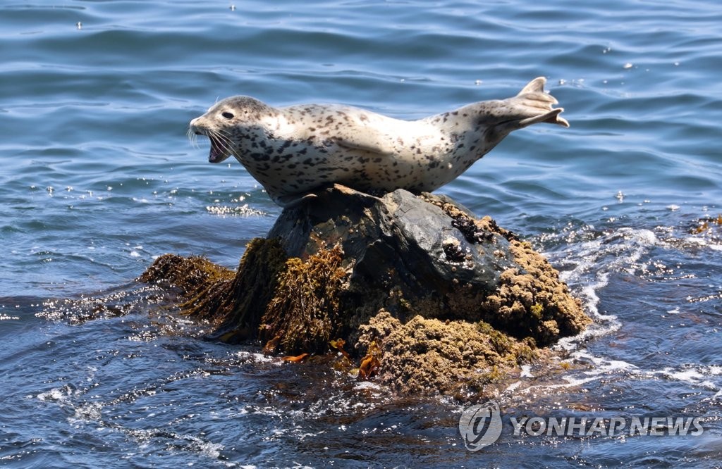 점박이물범의 휴식