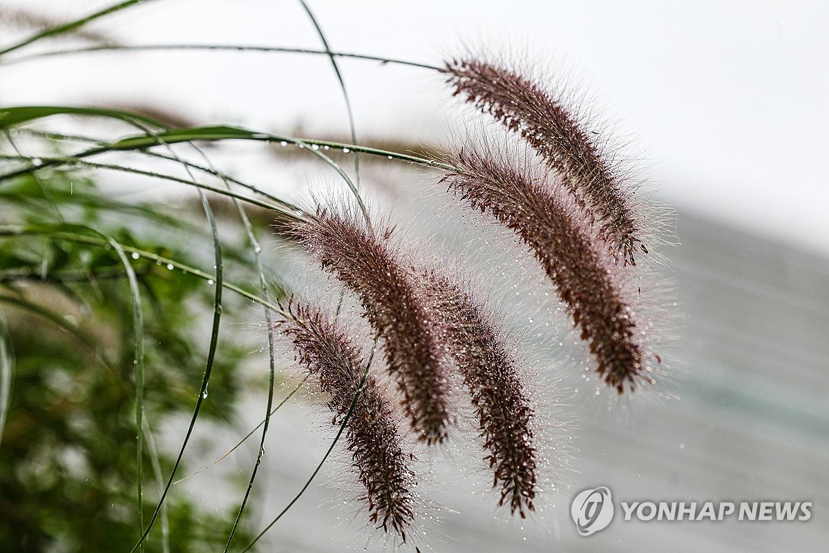 가을비에 젖은 수크령
