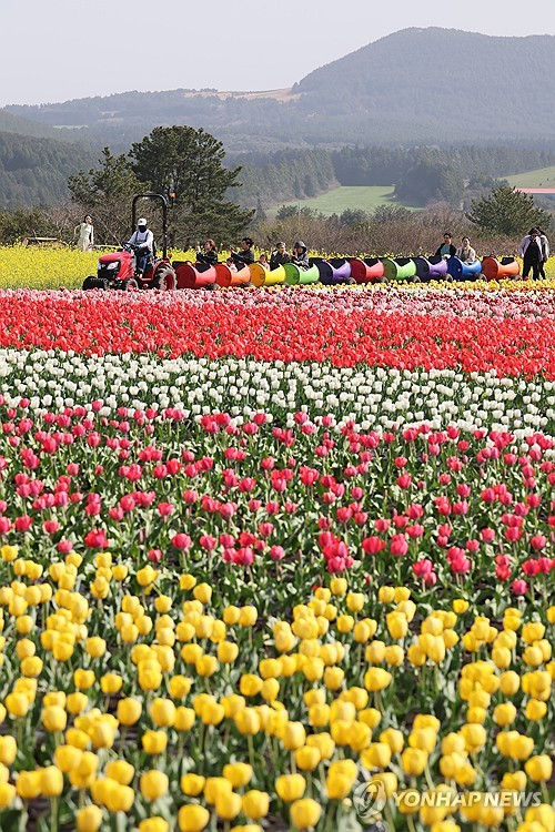 Tulipanes en Jeju