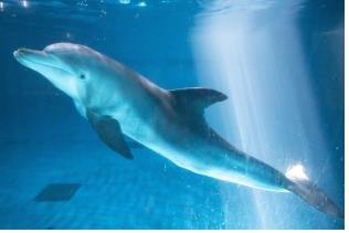 كوريا الجنوبية تطلق سراح أحد أسماك الدلفين إلى البحر بعد 17 عاما من أسره - 1