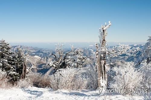 This photo provided by Taebaek City on Dec. 28, 2016, shows a snow-covered Mount Taebaek (Yonhap).