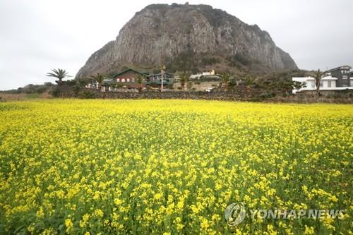 Rape flowers are in full blossom on Jeju Island on Jan. 7, 2020, as the island's daily high temperature rose to 23 C. (Yonhap)
