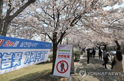 Streets filled with cherry blossoms in Yeouido, Seoul, are closed on April 6, 2020 as part of a nationwide social distancing campaign. (Yonhap)