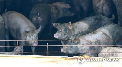 This file photo, taken on Sept. 26, 2019, shows pigs at a farm in Chuncheon, Gangwon Province. (Yonhap)