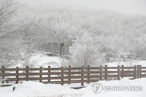 Mount Halla on the southern resort island of Jeju is covered with snow on Jan. 6, 2021. (Yonhap)