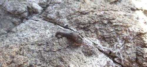 This photo, provided by the Ansan city government on March 10, 2021, shows a fossil assumed to be a toe bone of a dinosaur that existed in South Korea about 120 million years ago. (PHOTO NOT FOR SALE) (Yonhap) 