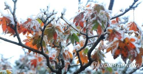 Frost forms on tree leaves on Mount Halla on the southern resort island of Jeju as the mercury drops to near zero in the region. (Yonhap)