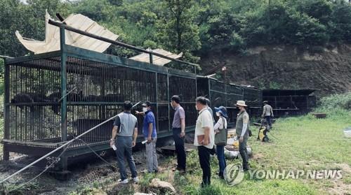 Bear farm owner arrested for making false report to cover up illegal slaughtering