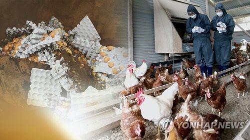S. Korea reports additional case of highly pathogenic bird flu - 1