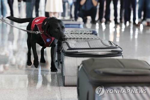 A sniffer dog demonstrates a customs inspection process at Incheon International Airport on Aug. 11, 2022. (Yonhap)