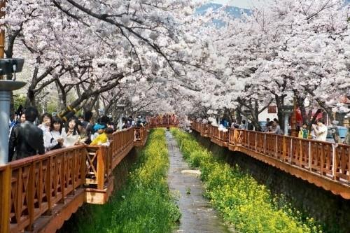 A photo of Jinhae Gunhangje, captured from the website of the Korea Tourism Organization (PHOTO NOT FOR SALE) (Yonhap) 