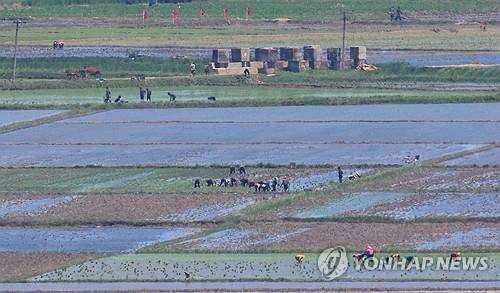 Esta fotografía de archivo, tomada desde una torre de observación en el condado de Gangwha, en el oeste de Corea del Sur, en la frontera con Corea del Norte, el 16 de mayo de 2024, muestra a agricultores norcoreanos plantando arroz en campos en el condado norcoreano de Kaepung, provincia de Hwanghae del Sur. (Yonhap) 