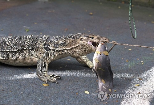 태국 방콕 도심공원에 왕도마뱀 '득실'…당국 포획작전 | 연합뉴스